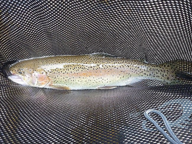 vCross Fork Trout4JPG.JPG